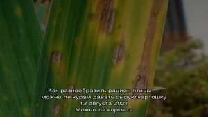 Профилактика и борьба с болезнями ирисов