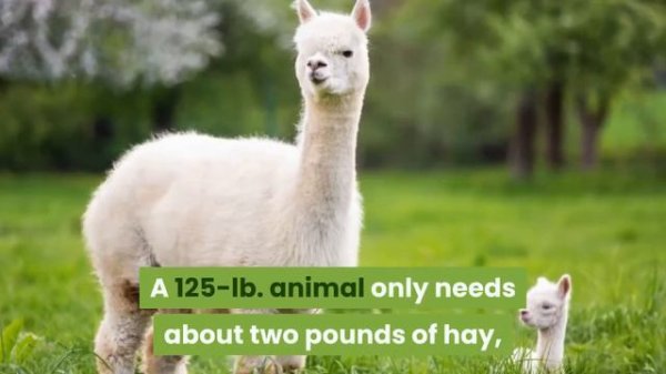 Alpaca Incredible Alpaca Facts! || Alpaca Scientific Name || Alpaca Predators and Threats