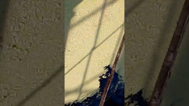 Спасение голубя из воды! Смотреть всем смотреть онлайн