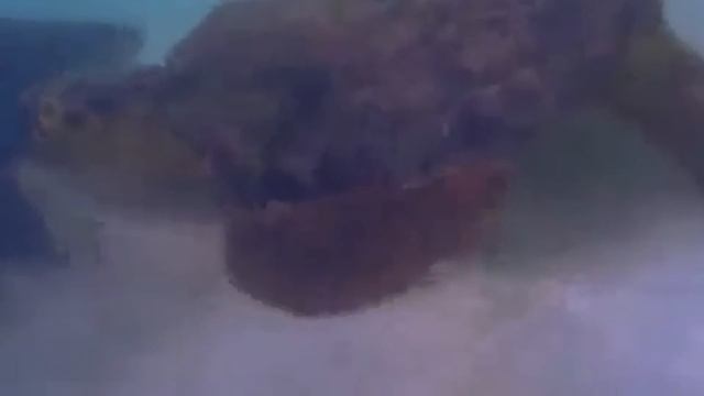 Turtle That Kills Alligators, Attacks Sharks and Even an Anaconda Can't Kill It смотреть онлайн