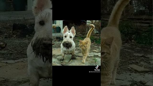 Мила до слёз💗💮 ⭐🌟✨🌠😇😭 смотреть онлайн