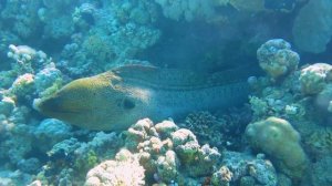 Мурены. Опасные рыбы Красного моря. Гигантские мурены в Шарм эль шейхе. Как избежать опасности
