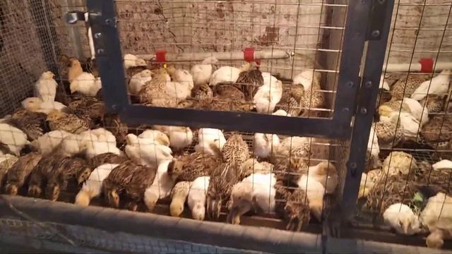 Куропатка и перепел смотреть онлайн