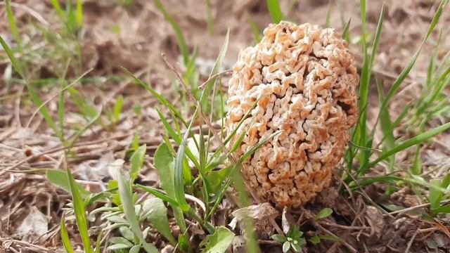 Бахори соли 2022 дар ч Шугнов 4 04 2022 Хоч Гулхои бахори Свиток gul навруз смотреть онлайн