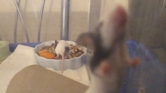 ОПРЕДЕЛЯЕМ ПОЛ У МЫШЕК смотреть онлайн