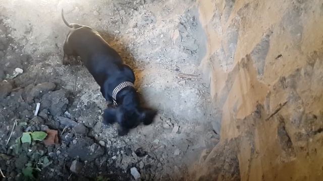 Такса VS полевая мышь ВЕРСУС смотреть онлайн