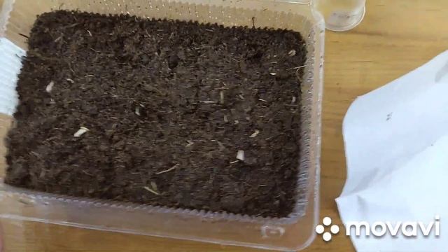 Какой у семян декоративно-лиственных бегонии срок годности. Сеем и проверяем. смотреть онлайн