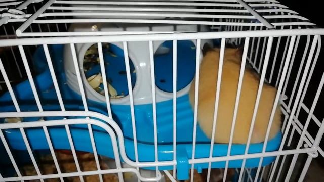Жужа отдыхает на террасе. Hamster resting on the terrace смотреть онлайн