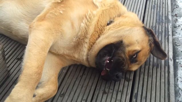 Бешеный испанский мастиф смотреть онлайн