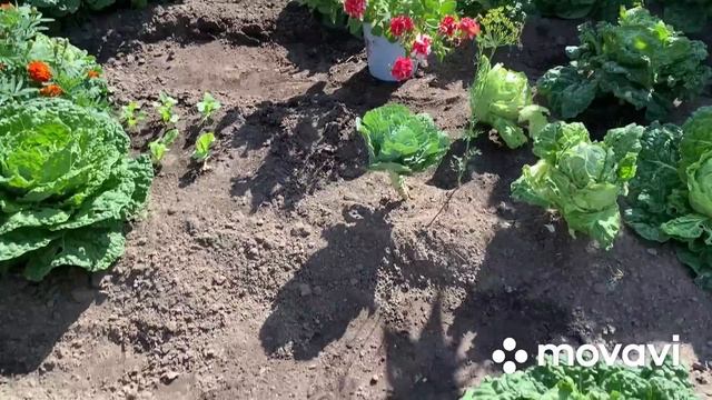 В огороде у Галины….. и так,по мелочи// смотреть онлайн