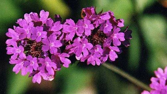 Verbena prices latest, global prices today - 2022/2023 смотреть онлайн
