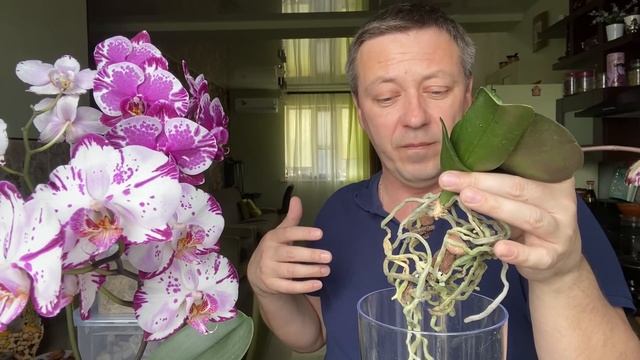 корни орхидеи новинки ВЗБАДРИВАЮ витаминно кислотным тоником перед пересадкой смотреть онлайн