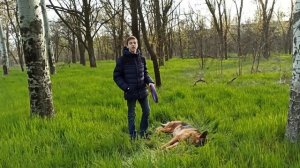 Как научить собаку команде Дай. Дрессировка собак. Команда «Дай»