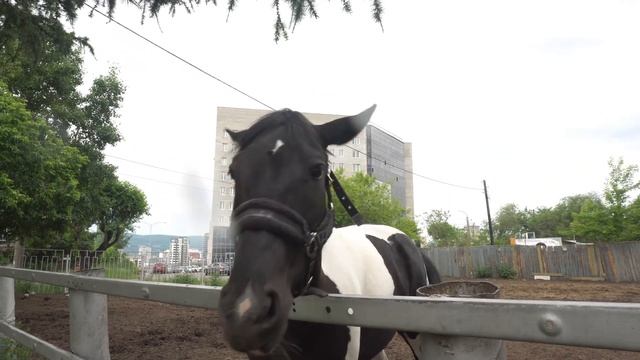 КАСАРЬ НА ВЫХОДНОЙ - ЧЕГО ХОТЯТ ЛОШАДИ, ЭЛЕКТРОСАМОКАТЫ, ЗАТОПЛЕННАЯ НАБЕРЕЖНАЯ смотреть онлайн