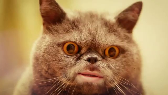 Поющий кот Сальвадор смотреть онлайн
