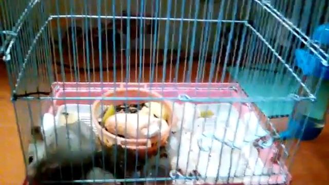 Мама Милка и ее потомство (сирийские хомячки) смотреть онлайн