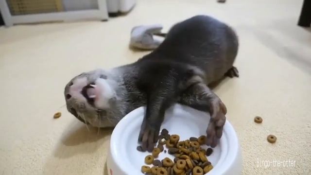 Выдра кушает. Часовая версия смотреть онлайн