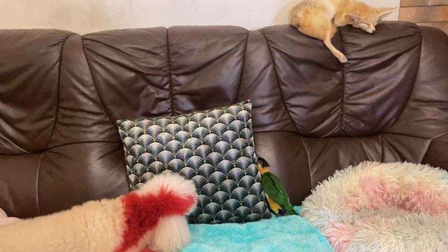 Mickey loves people but doesn't like being on camera. Микки любит людей но не любит быть в кадре. смотреть онлайн