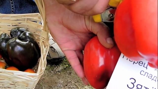 Перец сладкий Зятек F1- очень холодостойкий и самый ранний из всех кубовидных перцев. смотреть онлайн