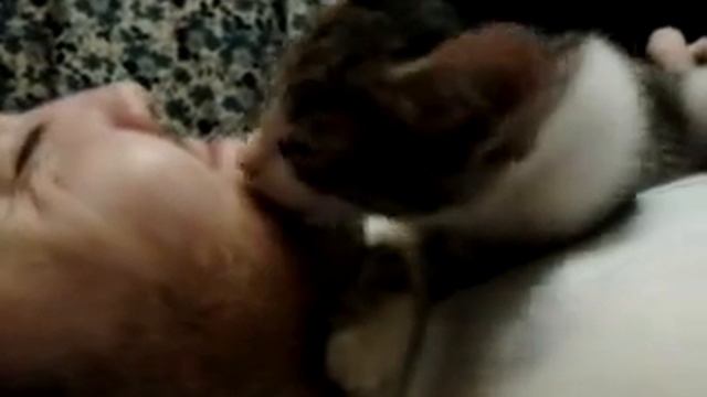 прикол кот лижет бороду, Funny Cat Licks His Beard, 搞笑的貓舔他的鬍子