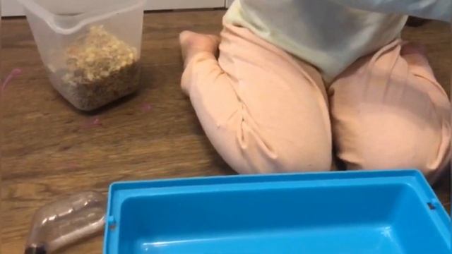 Как почистить клетку хомяка How to clean a hamster cage. смотреть онлайн