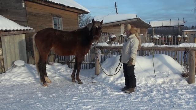 О воспитании юных жеребцов. смотреть онлайн