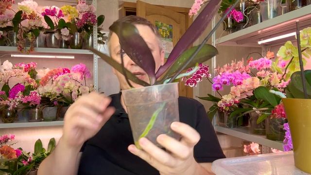 как нарастить корни орхидей / орхидеи в тёмных горшках / калий для орхидей смотреть онлайн