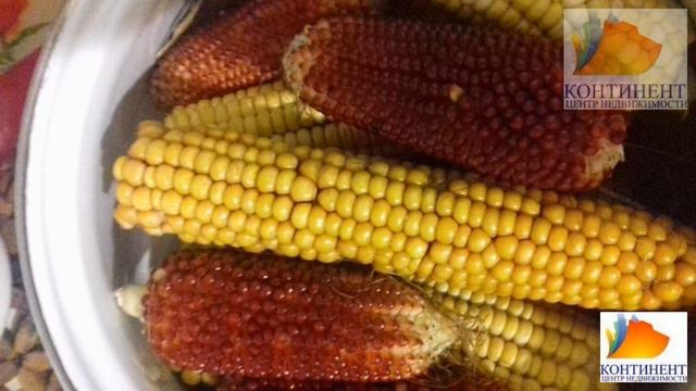 Продажа участка, Черемичкино, Топкинский район смотреть онлайн