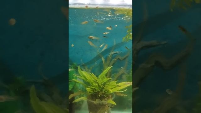 секретный ингредиент для размножения нематоды смотреть онлайн