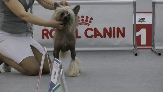 Males open class CACIB Perm смотреть онлайн