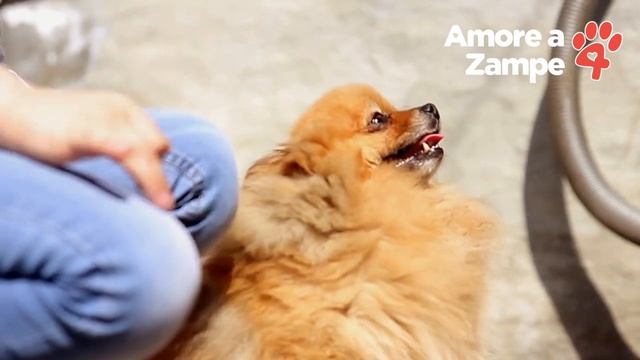 Curiosità sul Volpino di Pomerania смотреть онлайн