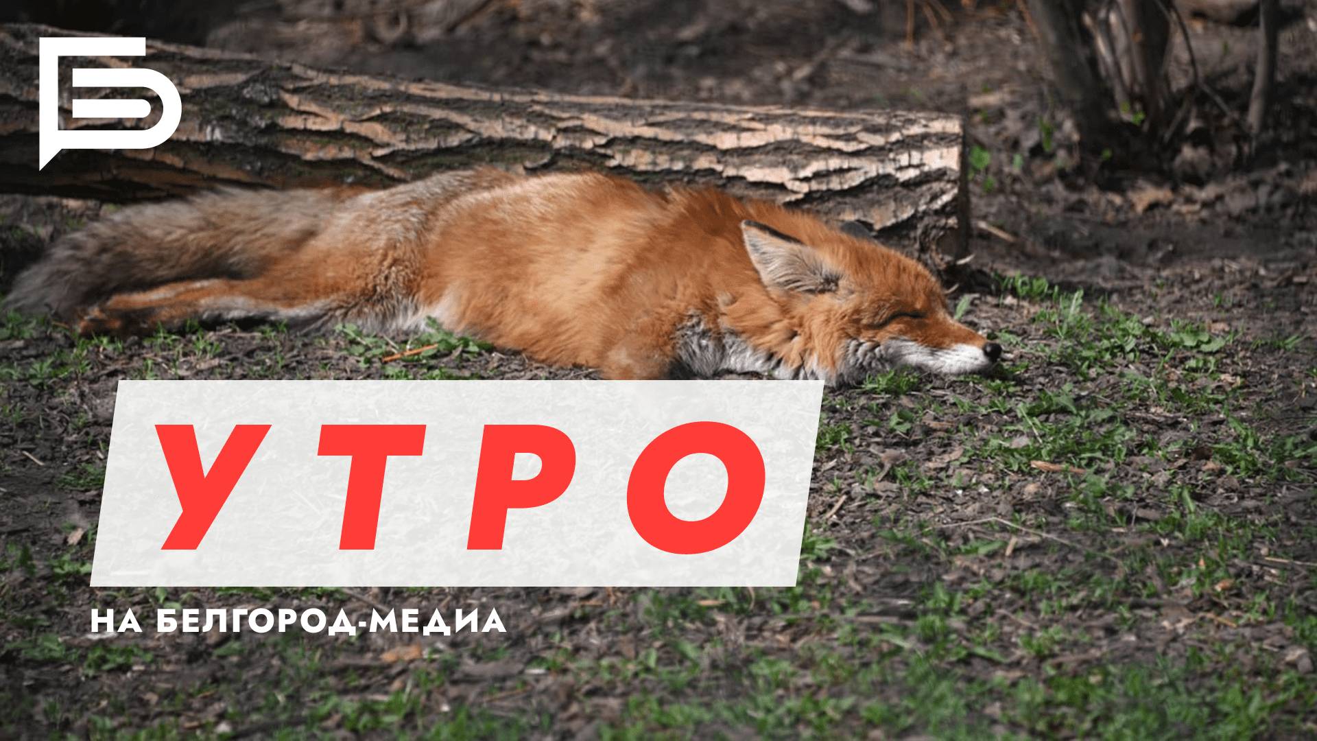 Утро Белгорода смотреть онлайн