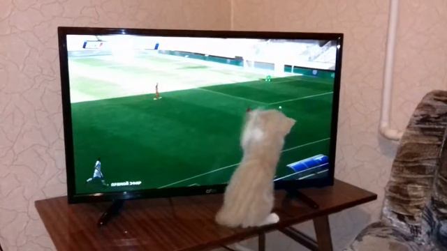 Кот смотрит футбол😂😂😂😂😂😂😂😂😂😂😂!!!!!!!!!!!!!!!!!!!!!! смотреть онлайн