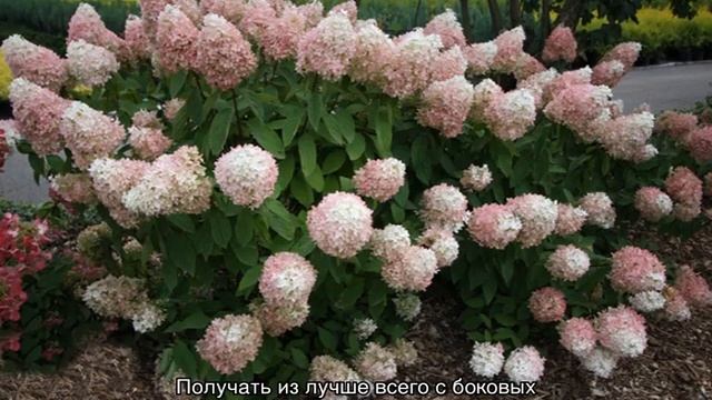 Гортензия Мэджикал Свит Саммер (Hydrangea Paniculata Magical Sweet Summer)