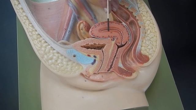Basic anatomy of the female reproductive system смотреть онлайн