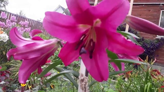 Любовь моя дача ЛИЛИИ ЦВЕТУТ смотреть онлайн