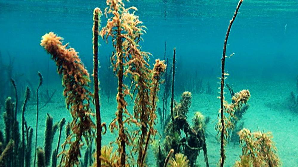 Подводная охота. Новый сезон. 4 серия. смотреть онлайн