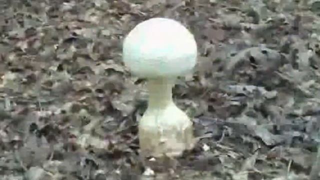 Amanita cokeri Fruit in 11 days смотреть онлайн