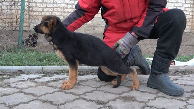 Правильная СТОЙКА ЩЕНКА НЕМЕЦКОЙ ОВЧАРКИ. Щенки в продаже. 2023 г Питомник ф Фоксберг Одесса Украин смотреть онлайн