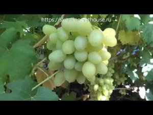 Сорта винограда 2018. Ландыш - крупноплодный непревзойденный мускат