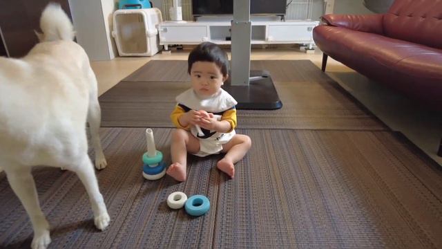 【柴犬と赤ちゃん】一年間一緒に生活した結果こうなりました・・ смотреть онлайн