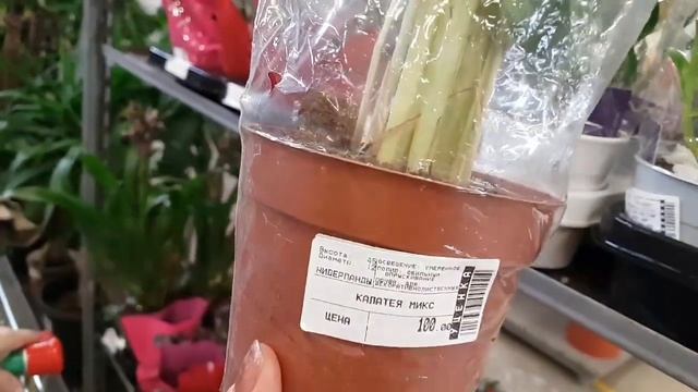 Уценка цветов: распродажа эчиверий за копейки. Красавица пахира в уценке. смотреть онлайн