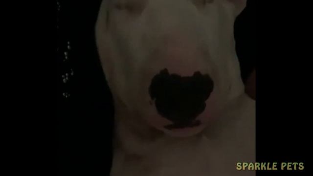 English Bull Terrier are Awesome! Funny and Cute Dog Videos ? смотреть онлайн