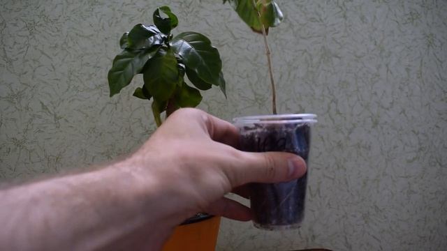 Уход за сеянцами кофе. Полив кофе смотреть онлайн