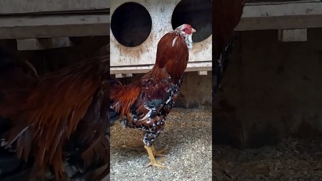 Молодой орловский петух смотреть онлайн