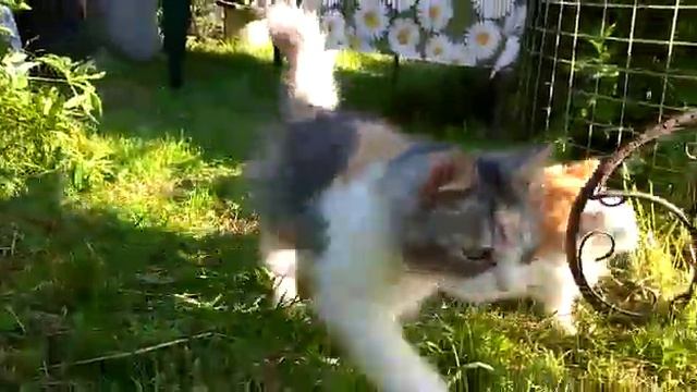 Гулять разрешается! Котята в восторге, они первый раз на природе! смотреть онлайн