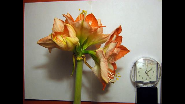 Amaryllis Hippeastrum Minerva - Flower timelapse смотреть онлайн