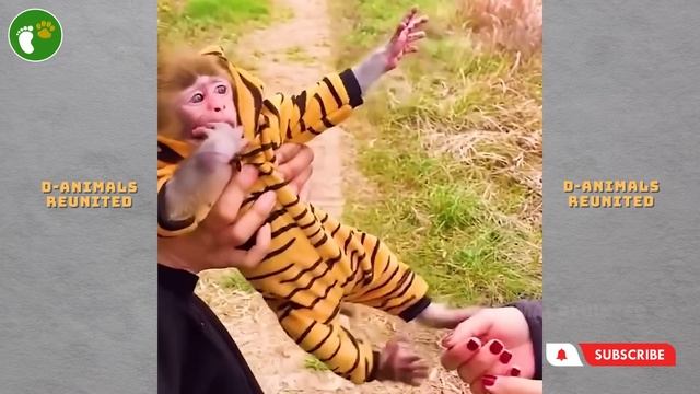 When Animals Go On A Rampage! Interesting Animal Moments CAUGHT ON CAMERA #7 смотреть онлайн