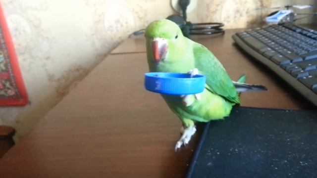 Ожереловый попугай попрошайка:) смотреть онлайн