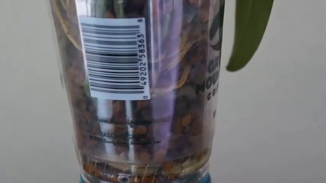 Orchid Classic - Phal. Purple Martin & Its Multiple Spikes | Orchid Care Tips смотреть онлайн